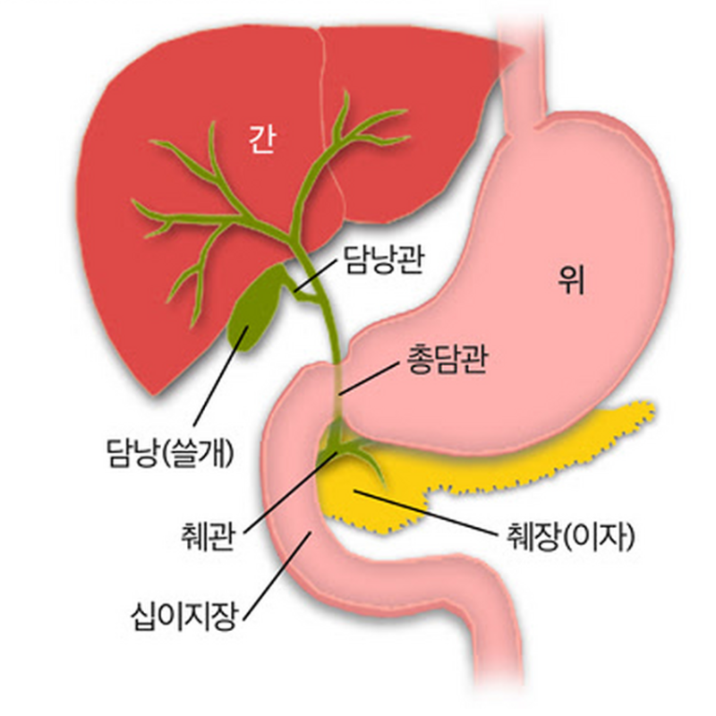 담낭에 생긴 담석인데 췌장염까지? "두 장기가 연결되는 이유"