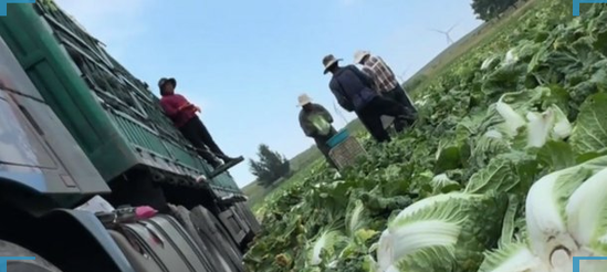 포름알데히드 배추 사건, 중국이 즉각 수사에 나선 진짜 이유와 사람들이 놓친 부분