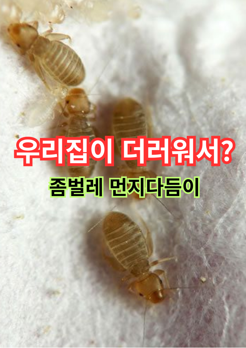벌레만 잡지 마세요! 먼지다듬이 화분톡토기, 좀벌레 퇴치 방법