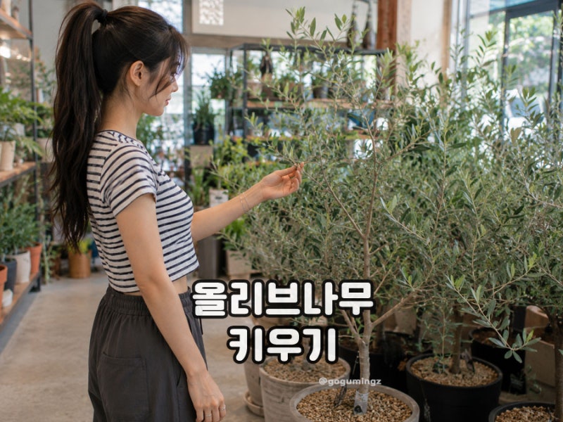 올리브나무 키우기 화분 물주기와 가지치기 삽목 방법