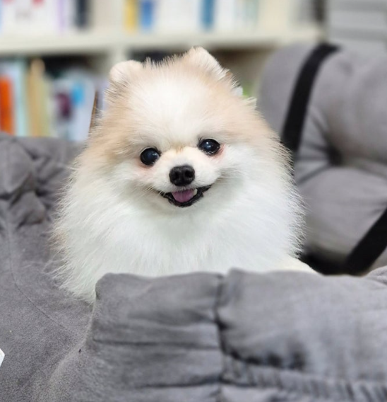 강아지 설사 원인, 혈변이나 점액변까지 보인다면