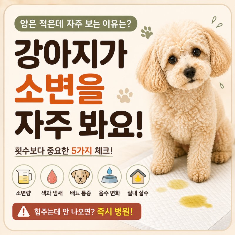 강아지가 소변을 자주 봐요, 양은 적은데 계속 쉬를 하려고 한다면?
