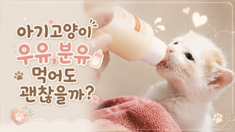 아기고양이 우유 먹으면 괜찮을까? 새끼고양이 분유 종류와 급여 주의사항