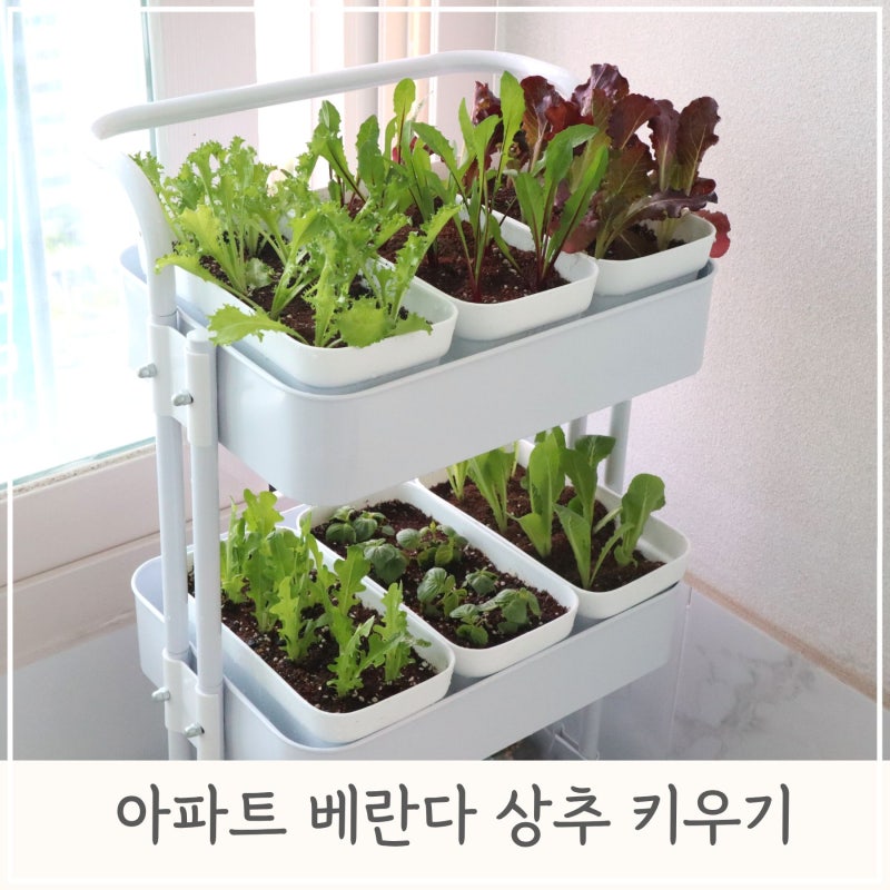 한 번 심고 여러 번 수확하는, 아파트 베란다 상추 키우기