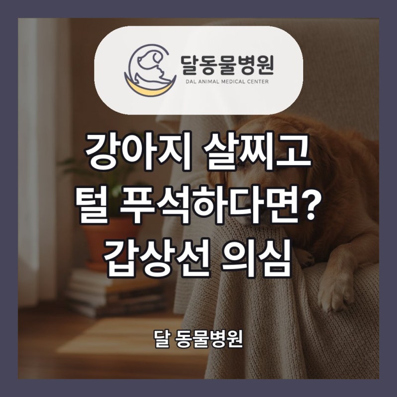 강아지 갑상선기능저하증, 살찌고 털이 푸석하다면? 검사·약물 치료 총정리 - 청주 동물병원....