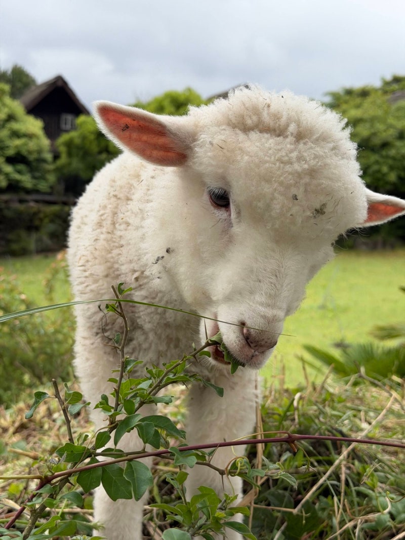 生後4ヶ月の赤ちゃんと一緒に、済州羊牧場