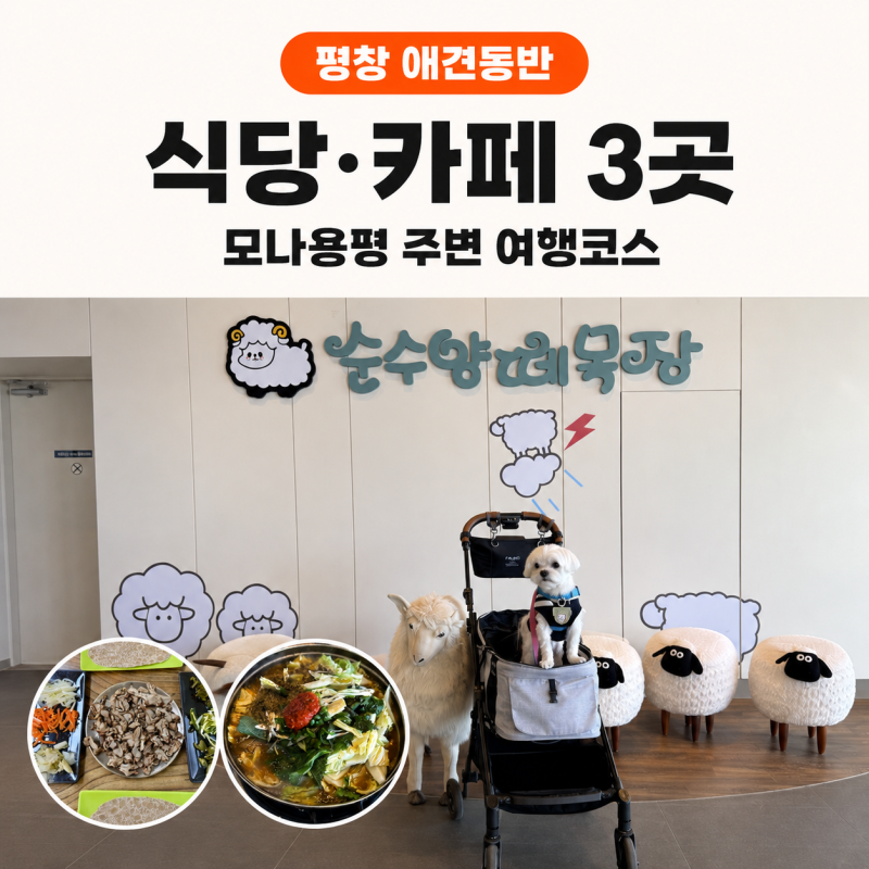 평창 애견동반 식당 카페 모나용평 주변 3곳