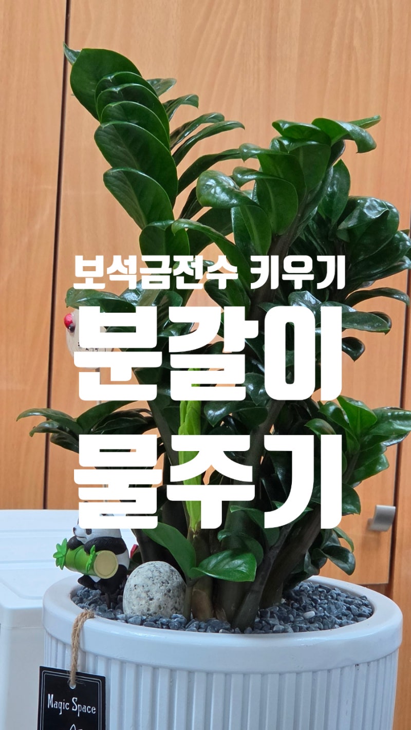 보석금전수 키우기, 분갈이 물주기 특징 꽃말정리