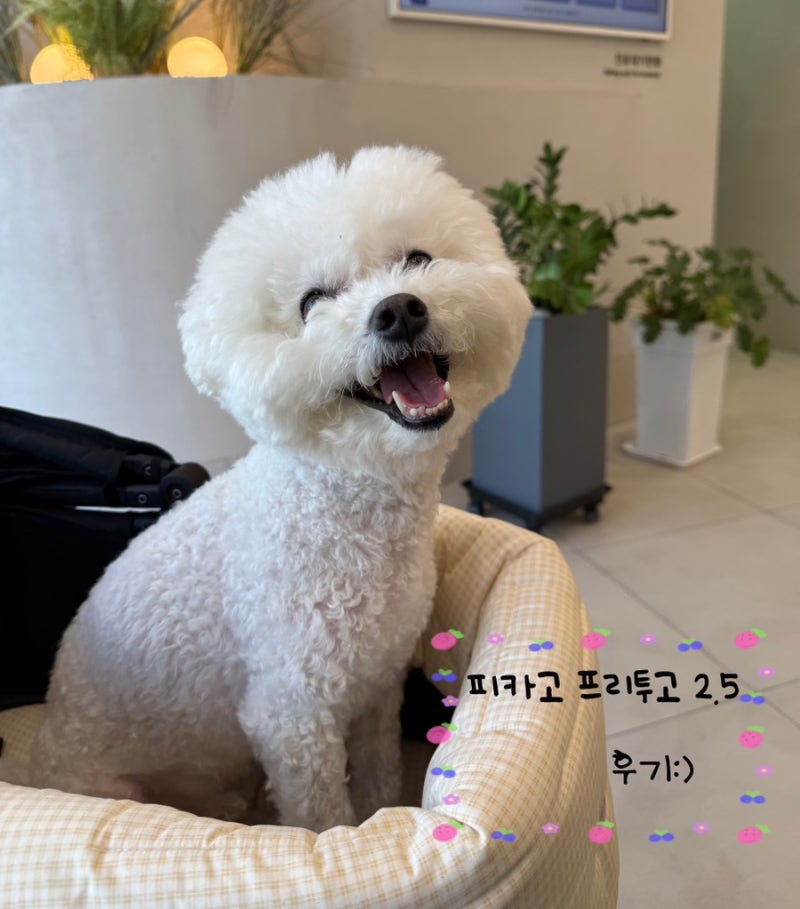 피카고 프리 투고 2.5|실 사용 후기(feat. 비숑 6.5kg)