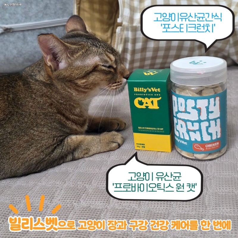 빌리스벳 프로바이오틱스 원 캣 고양이유산균, 포스티 크런치로 고양이 장과 구강 건강 케어....