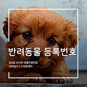 반려동물 등록번호 조회 이렇게 하면 됩니다