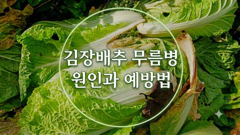 김장배추 무름병 발생 원인과 예방법 알아보기