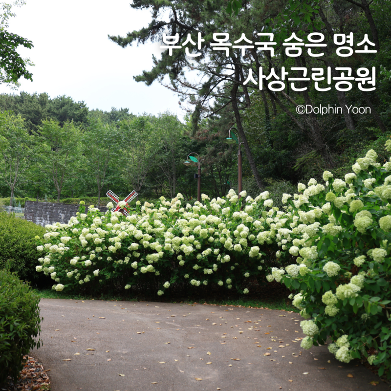 부산 목수국 숨은 명소, 8월에 만났던 사상근린공원