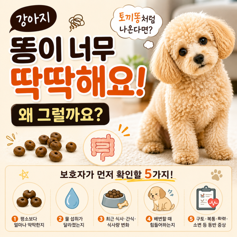강아지 똥이 너무 딱딱해요, 토끼똥처럼 나온다면 왜 그럴까요?