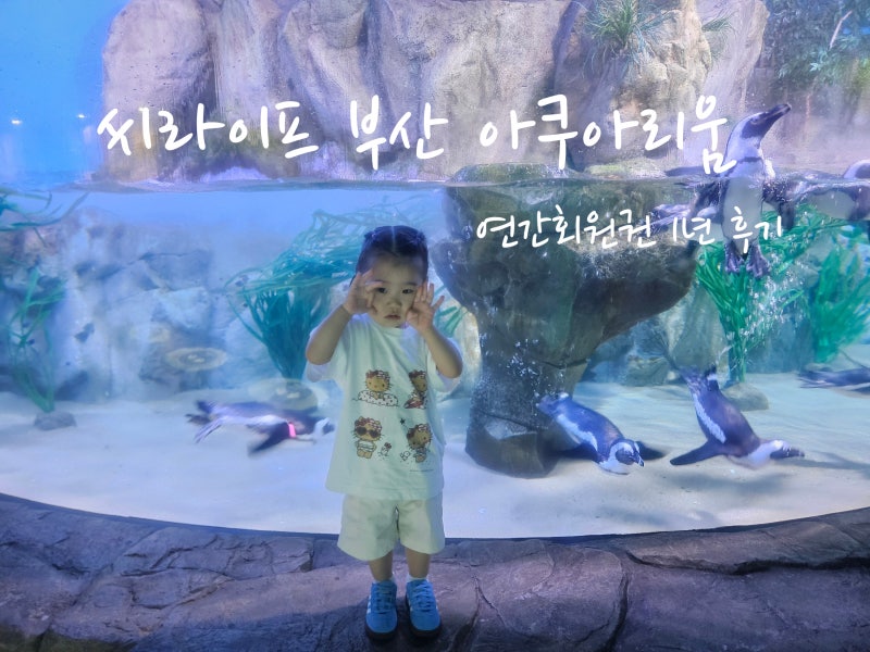[부산 해운대] 아쿠아리움 연간회원권 1년 후기, 아이와 함께 자란 시간