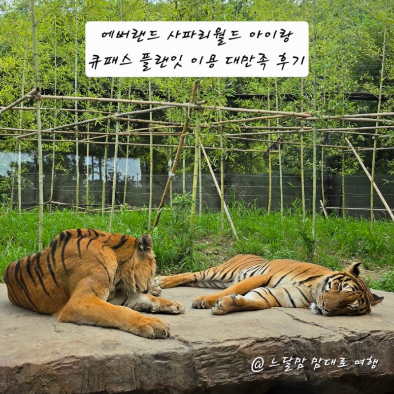 에버랜드 사파리월드 아이랑 사파리 플랜잇 Q패스 큐패스 활용한 대만족 후기