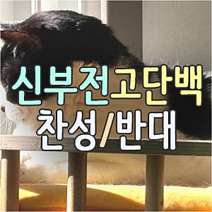 만성 신장 질환 고양이의 단백질 제한 찬성vs반대_CKD 고양이 신부전 사료 처방식 논쟁