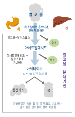 아시안플러시.돌연변이.자연도태가능성.아세트산.식초