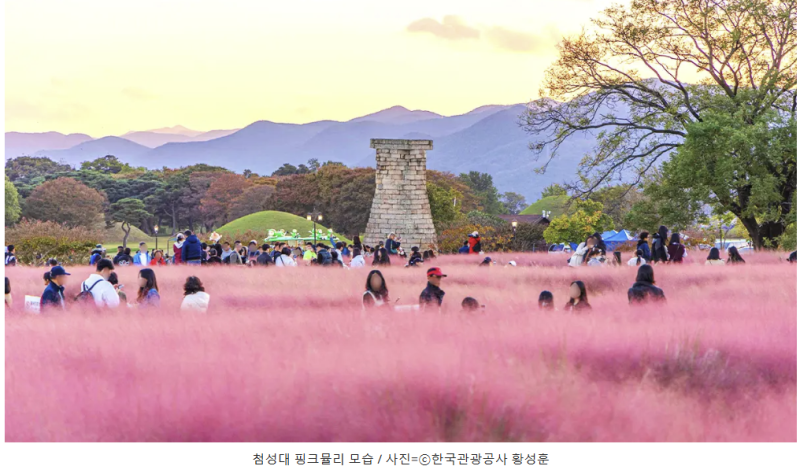 경주 첨성대 핑크뮬리 완벽 가이드 (개화시기·주차·포토스팟 총정리)