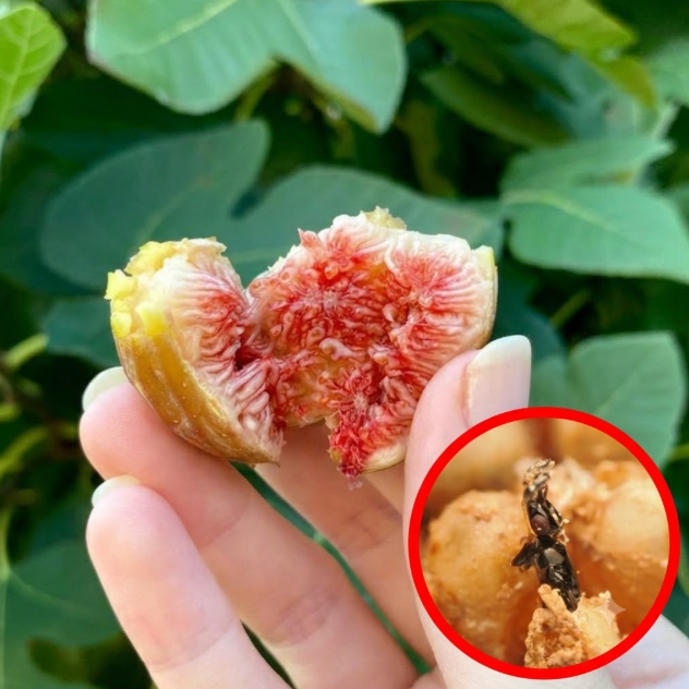무심코 먹은 무화과, 안에 100% 벌레가 산다고?