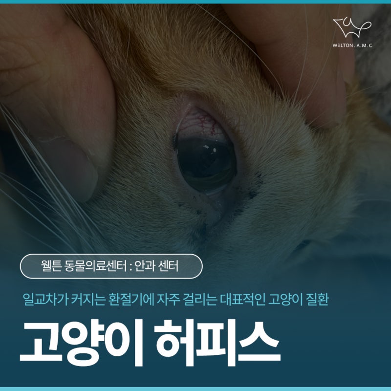 고양이 허피스 바이러스, 재채기를 한다면 의심해 보세요
