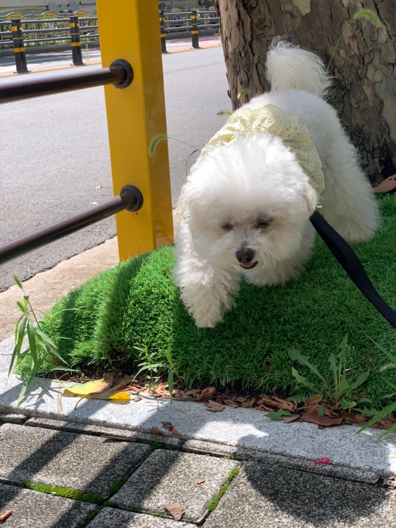 강아지 생식기 핥음 암컷 자궁축농증 증상