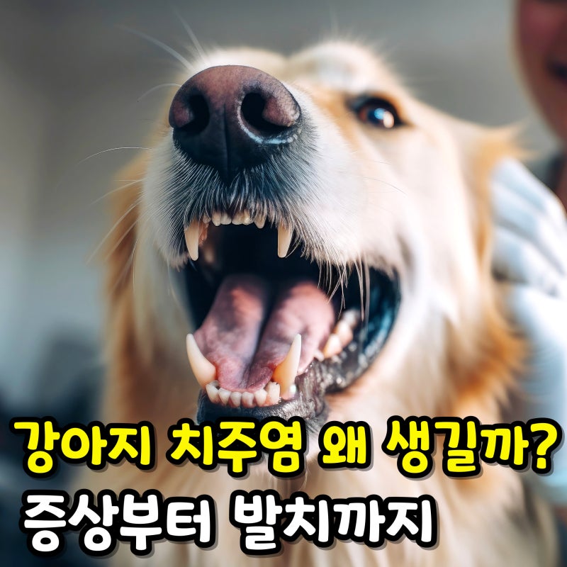 강아지 치주염 왜 생길까? 증상부터 발치까지 알아보기