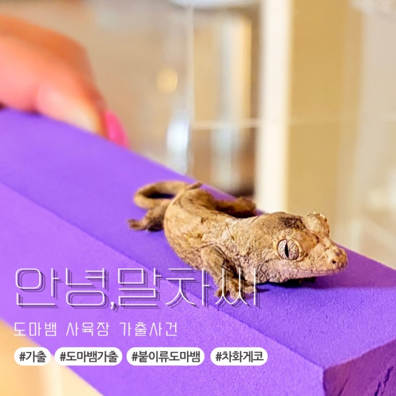 붙이류 도마뱀 대표적인 탈출 숨은장소 차화게코 가출했는데 어디서 나왔게요