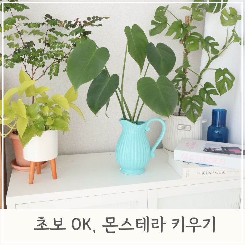초보자도 키우기 쉬운 관엽식물, 몬스테라 키우기