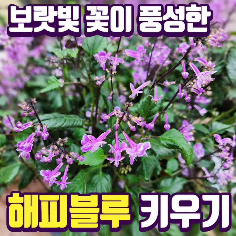 보랏빛 꽃이 매력적인 해피블루, 모나 라벤더 키우기와 물주기
