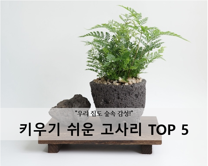 [1편] "우리 집도 숲속 감성!" 키우기 쉬운 공기정화 고사리 인기 종류 TOP 5 추천