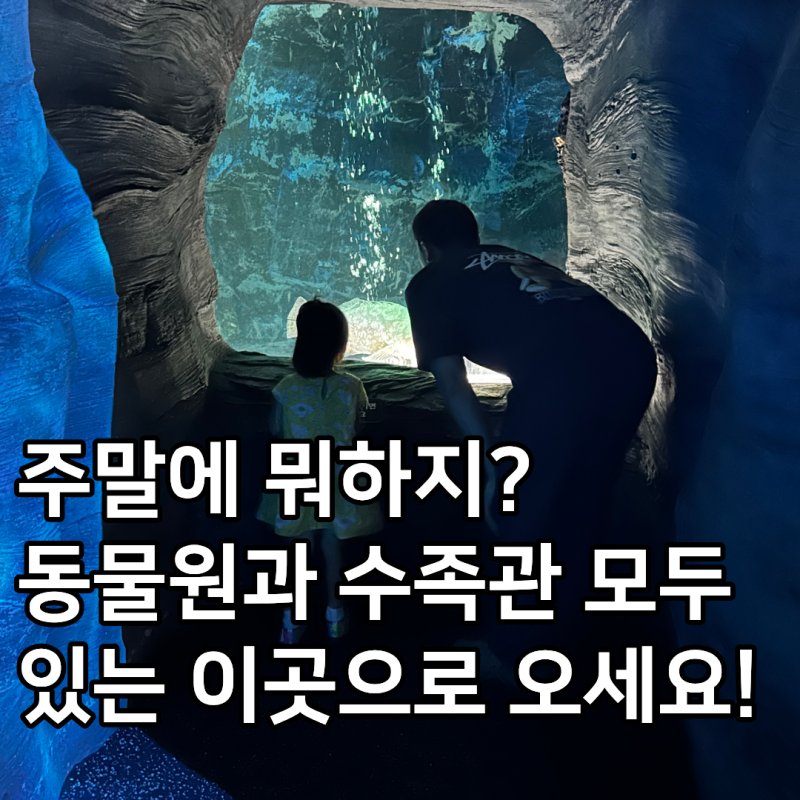 경기도 일산 아이와 실내 가볼 만한 곳 일산 아쿠아플라넷 동선 주차 할인 꿀팁