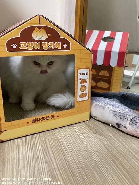 고양이 건강검진/치과검진/스케일링 항목과 비용!