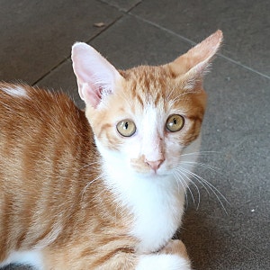 코리안숏헤어 고양이 종류, 치즈태비 특징은?
