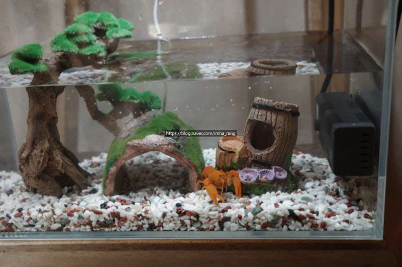 초보 물생활, 가재키우기 새우키우기 그 두번째