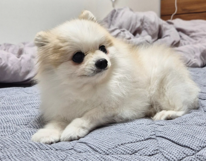 강아지 건강검진 꼭 해야 할까? 시기와 항목, 비용까지