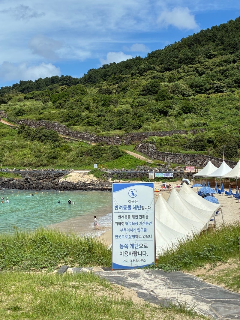 제주 반려견 동반 해변 함도그비치 완벽 정리 ㅣ 서우봉 산책 코스