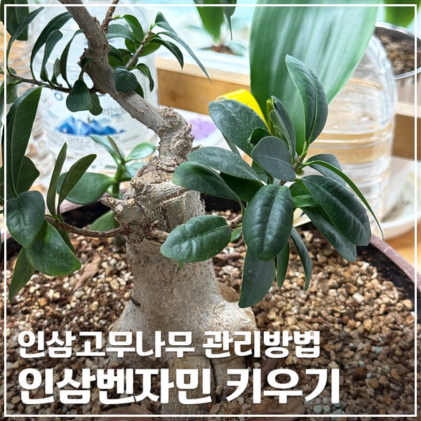인삼벤자민 키우기｜새순 발견! 물주기부터 햇빛, 가지치기 관리법