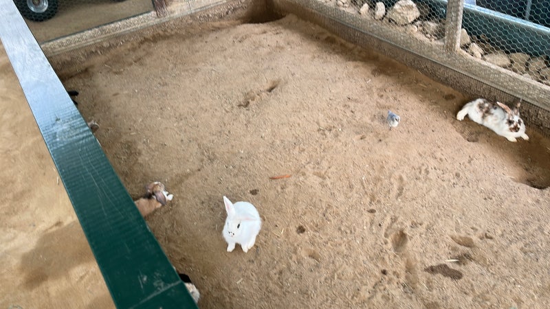 하하농장 대구 팔공산 아기랑 갈만한 곳 진짜 동물농장 먹이주기체험 모래놀이 무제한 가능!....