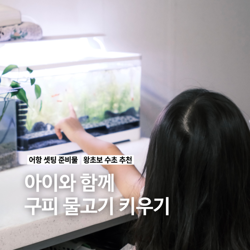 7살 아이와 함께 시작한 왕초보 구피 키우기 어항 세팅부터 수초 추천까지!
