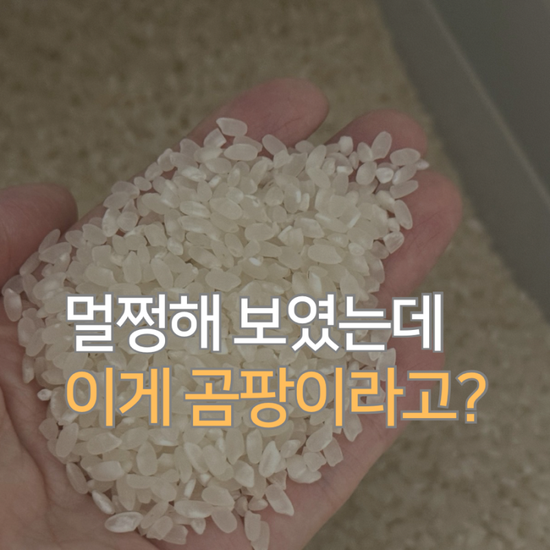 오래된 쌀일까 쌀 곰팡이일까..? 눈으로 볼 때 가장 먼저 갈리는 건 "이 부분"
