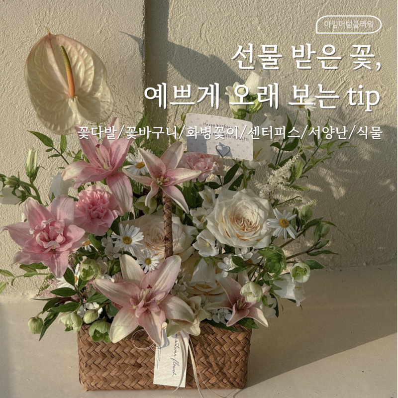 꽃선물 받으셨다면, 이렇게 관리해주세요 :: 꽃다발, 꽃바구니부터 서양난,식물까지 :)