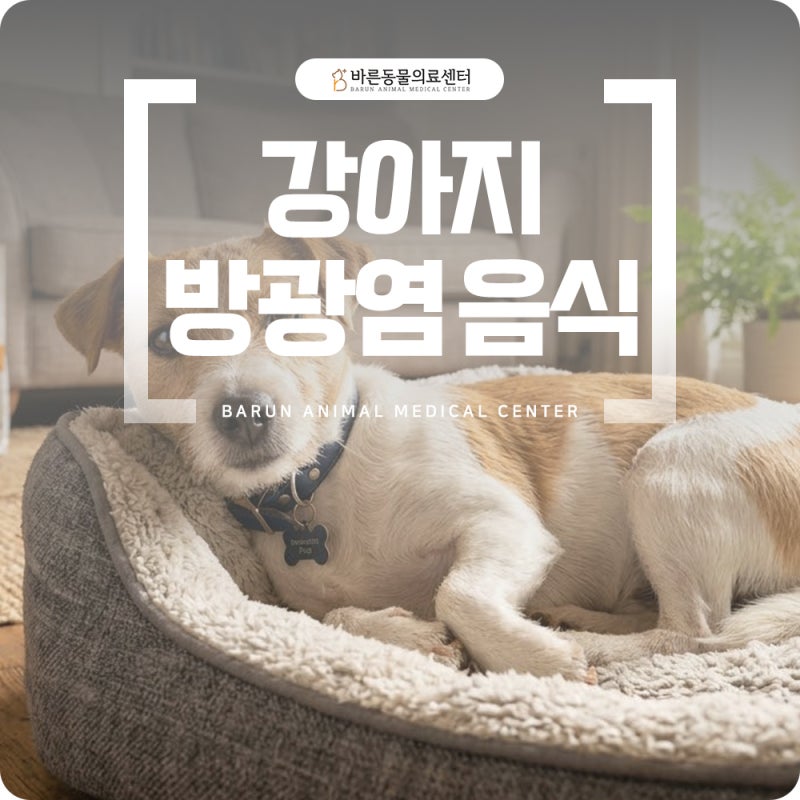 강아지 방광염 증상 재발 막는 음식 관리 방법