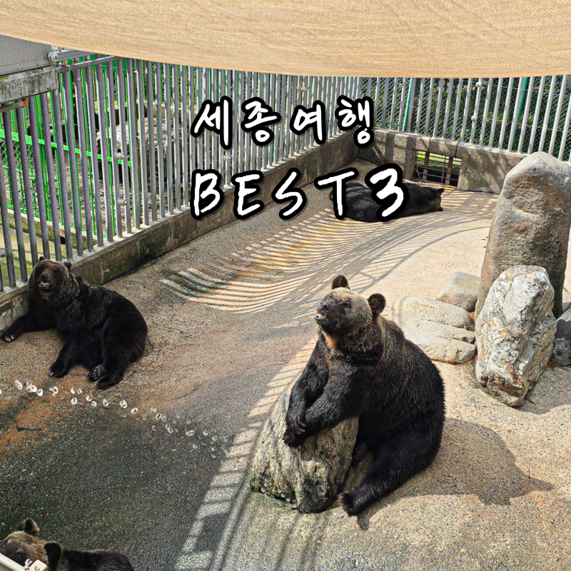 서울 근교 당일치기 여행 세종시 가볼만한곳 BEST3,베어트리파크, 이응다리,국립세종수목원 ....