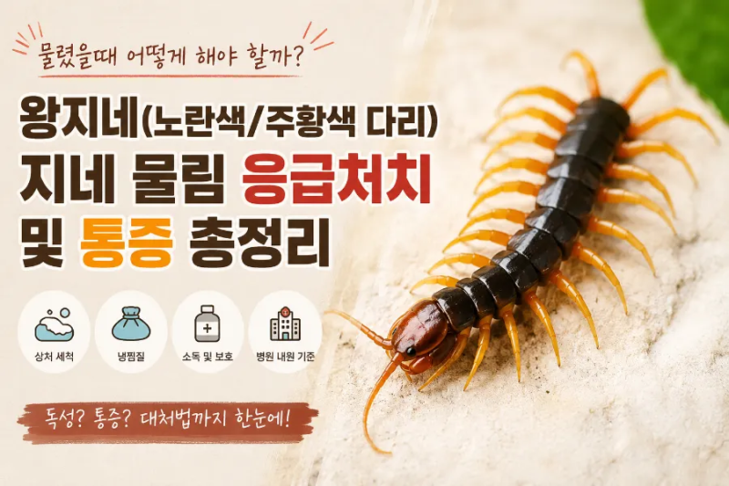 왕지네 물림 38.9도 발열까지 겪은 응급실 후기