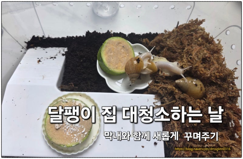 막내와 함께 달팽이 집 대청소, 이번엔 새집처럼 꾸며줬어요