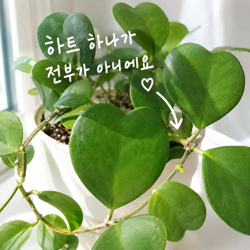 하트호야 키우기 수경재배로도 될까? 꽃까지 피우는 방법
