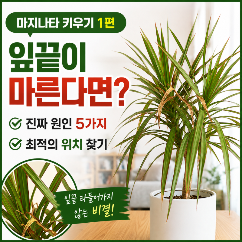 마지나타 키우기 ① ｜ 잎끝이 타들어가지 않는 최적의 위치