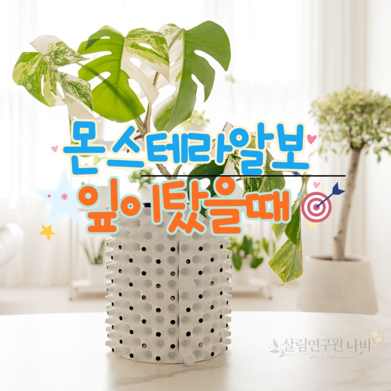 몬스테라 알보 키우기 가지치기부터 물주기까지