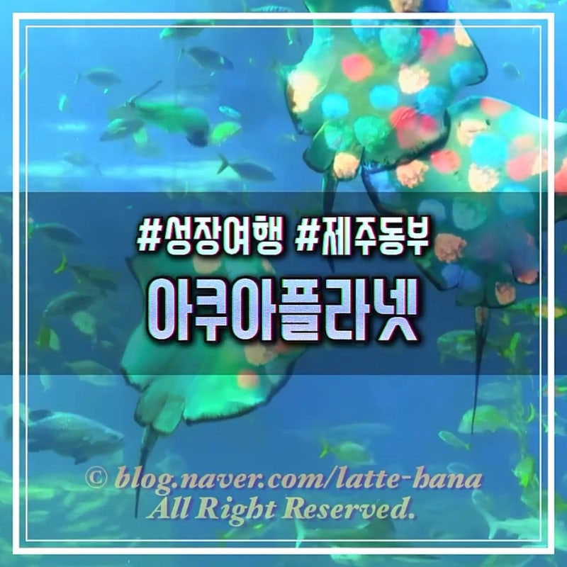 아이랑 아쿠아플라넷 제주 입장권·시간 총정리, 제주올패스 할인까지